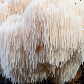 Lion's Mane